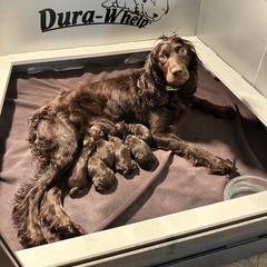 Boykin Spaniel puppies from Baggett’s NWFL Gun Dogs