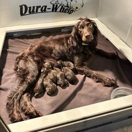 Boykin Spaniel puppies from Baggett’s NWFL Gun Dogs