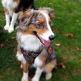 Australian Shepherds from Patti Miley