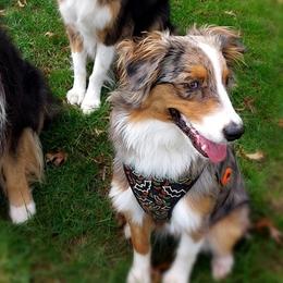 Australian Shepherds from Patti Miley