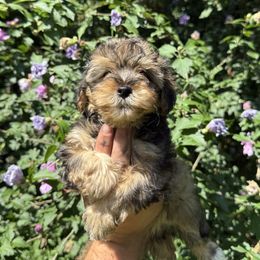 Sara - Sable female Yorkipoo puppy in Henderson, North Carolina from Dorans Danes and Doodles