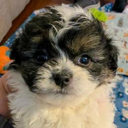 Bean - Green Collar - Black and white male Shichon puppy in Troy, Ohio from Ever After Tails