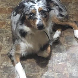 Golden Retrievers and Miniature Australian Shepherds from J&K Mini Aussies and Golden Retrievers