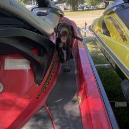 German Shorthaired Pointer Puppies from Nash Kennels