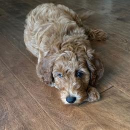 Rainbow Collar - Red  female Goldendoodle puppy in Landis, North Carolina from Shelbys Doodle Farm