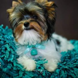Biewer Terrier and Yorkshire Terrier Puppies from Corazón de gigante