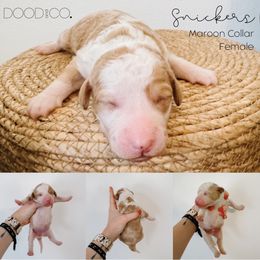 Sheepadoodle Puppies from DOOD and Co