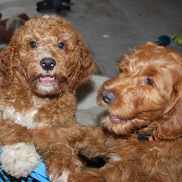 Goldendoodle Puppies from Pampered Paws Pet Massage / Jaynie's Pack of Doodles