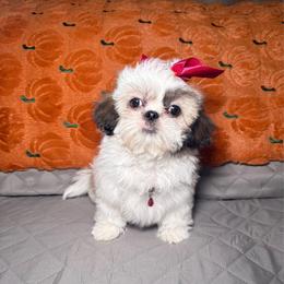 Ivory - Tricolor female Shih Tzu puppy in Phoenix, Arizona from Spoiled ShihTzu LLC