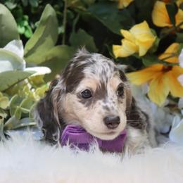 Caspian - Dapple male Dachshund puppy in Woodbine, Georgia from Bowdachs Cream Pies