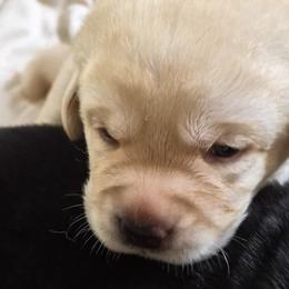 Bryce Royal Blue collar - Yellow male Labrador Retriever puppy in Greenwich, Ohio from Pure Gem Kennel