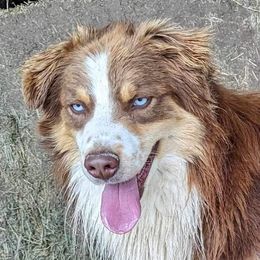 Zane - Australian Shepherd