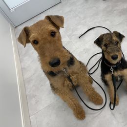 Airedale Terrier Puppies from Mystic’s Airedales