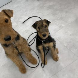 Airedale Terrier Puppies from Mystic’s Airedales