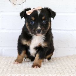 Jupiter - Black tri female Toy Australian Shepherd puppy in Charlestown, Indiana from Hydden Aussies