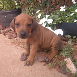 Maggie - Rd whtn blk nose female Rhodesian Ridgeback puppy in Carney, Oklahoma from River Run Parson Russell terriers & River Run Ridgebacks