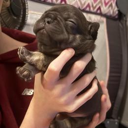 Lilly - Liver female French Bulldog puppy in Houston, Alabama from Orderofthebulldogs, LLC