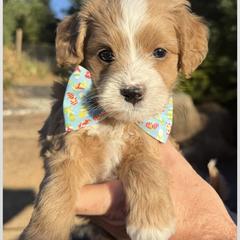 Bernedoodle and Goldendoodle Puppies from Dainty Doodle Dogs