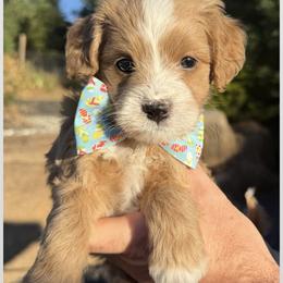 Bernedoodle and Goldendoodle Puppies from Dainty Doodle Dogs