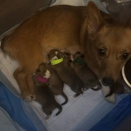 Girl 2 - Sable female Pembroke Welsh Corgi puppy in San Antonio, Texas from Moonrise