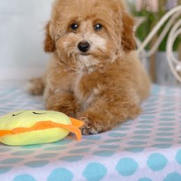 Aussiedoodle, Cavapoo, and Poodle Puppies from Perkins Pups