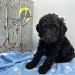 Cockapoo, Goldendoodle, and Maltipoo Puppies from Loris Pampered Pooches💕