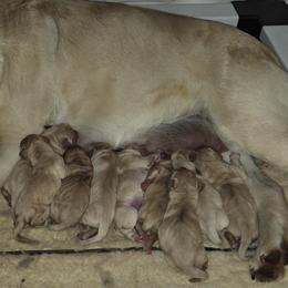 Boy 1 - Yellow male Labrador Retriever puppy in Andrews, South Carolina from Leyland Cypress Retrievers