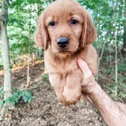Timber - dark green - Dark golden male Golden Retriever puppy in Greeneville, Tennessee from Cultivate Farm