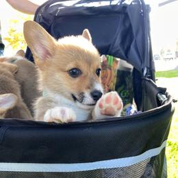 Marvyn (aqua collar) - Red male Pembroke Welsh Corgi puppy in Corvallis, Montana from Montana Corgi Corral