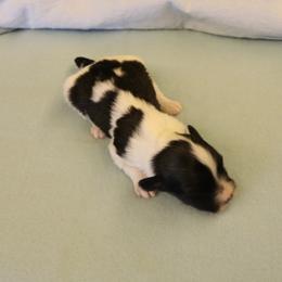 Red (Cedar) - Red sable male Havanese puppy in Sunriver, Oregon from Contigo Havanese