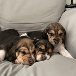 Beagle Puppies from Dior & Gunner's beagle adventure