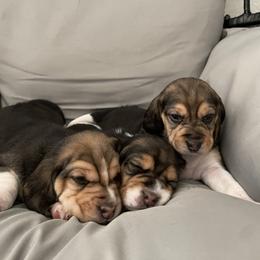Beagle Puppies from Dior & Gunner's beagle adventure