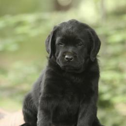 Labrador Retriever Puppies from Niall’s Labrador Retrievers
