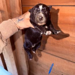 Boy 1 - Black and white male Siberian Husky puppy in Iron River, Wisconsin from Wiemeri Siberians