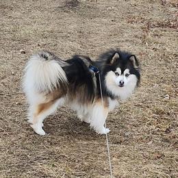 Georgie - Pomsky