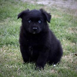 Bandera - Black & white male Miniature Australian Shepherd puppy in Evant, Texas from Lazy VT Bar Ranch