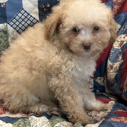 Kandy - Apricot female Aussiedoodle puppy in Winnsboro, Texas from Happy Hollow Ranch