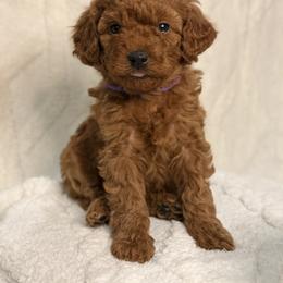 Paisley - Red female Aussiedoodle puppy in North Olmsted, Ohio from Iron Doodles