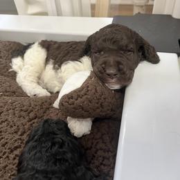 Poodle Puppies from Apricity Poodles