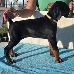 Doberman Pinscher Puppies from Von Traumhaft Shon Dobermans