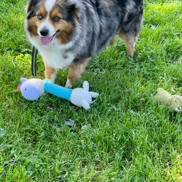 Liberty - Miniature Australian Shepherd