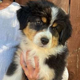 Caples - Black tri-color female Australian Shepherd puppy in San Jose, California from Dirty Laundry Australian Shepherds