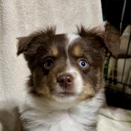Boy 2 - Red tri male Toy Australian Shepherd puppy in Tremont, Tennessee from 2 Blue Toy Aussies