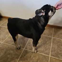 Bruce - Black and tan male French Bulldog puppy in Davenport, Iowa from QC Finest Frenchies & Brussels