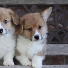 Cardigan Welsh Corgi and Pembroke Welsh Corgi Puppies from Rustic Spur Kennel