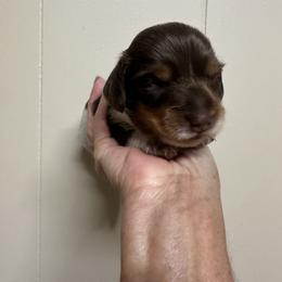 NA - Chocolate and tan male Dachshund puppy in Georgetown, Arkansas from Wyatt's Dachshunds