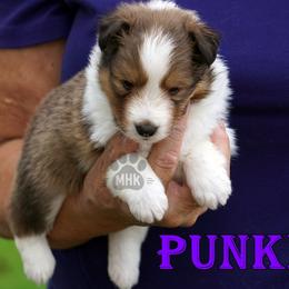 Punkin - Sable and white female Shetland Sheepdog puppy in Frazeysburg, Ohio from Mountain High Kennels