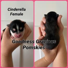 Cinderella - Black and white female Pomsky puppy in Lyons, Nebraska from Goodness Gracious Pomskies