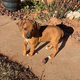 Allie - Wheaten blk nose female Rhodesian Ridgeback puppy in Carney, Oklahoma from River Run Parson Russell terriers & River Run Ridgebacks