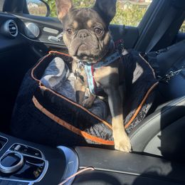 Roman - Blue male French Bulldog puppy in Schnecksville, Pennsylvania from KM French Bulldogs